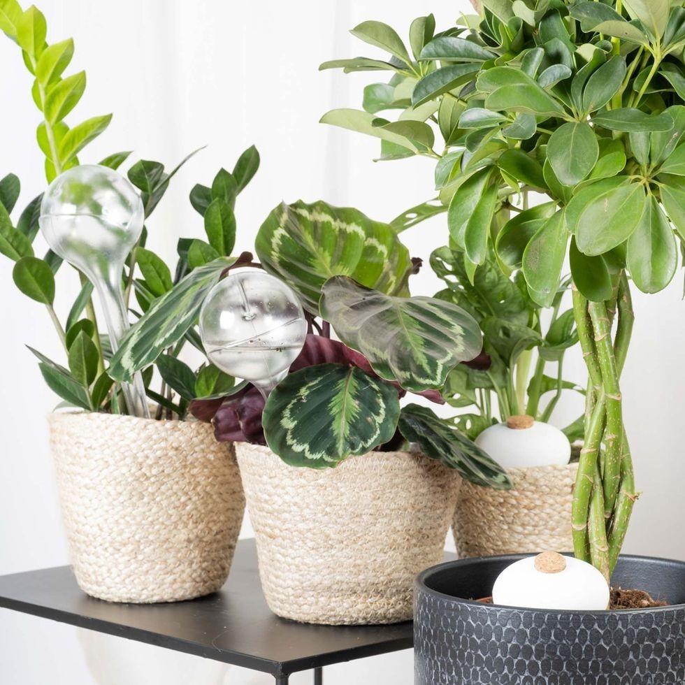 plante de exterior