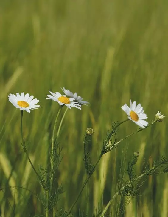 Margarete de plante de gradina