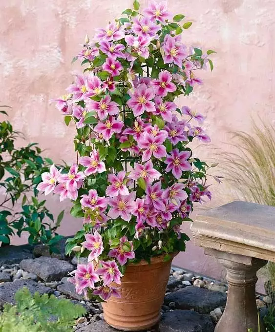 Planta de jardin exterior Clematide
