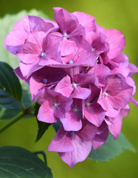 Planta de gradina Hortensie