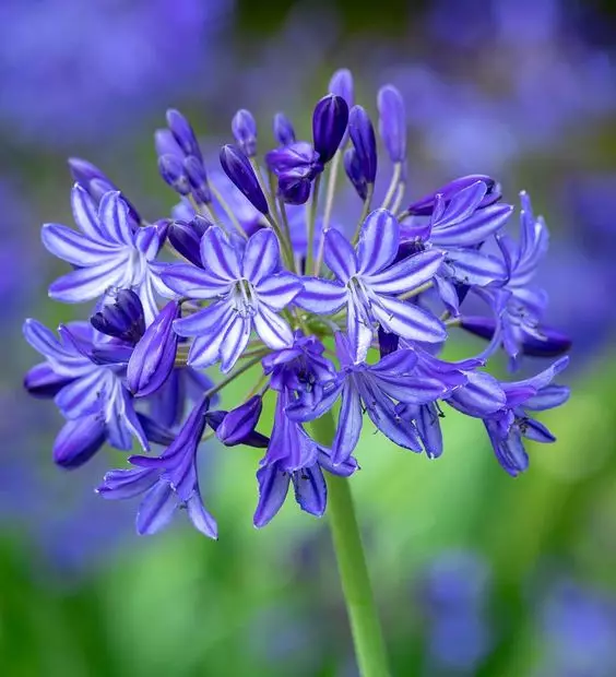 Agapanthus planta de gradina in aer liber