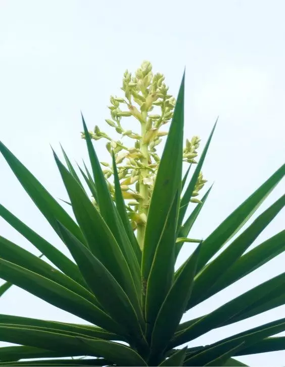 Planta de palmier Yucca in aer liber