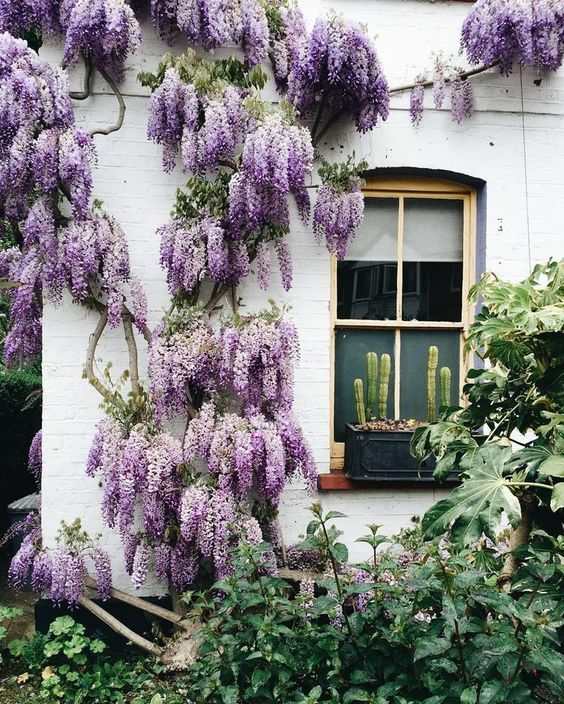 Gradina sau planta de exterior Agatat glicine