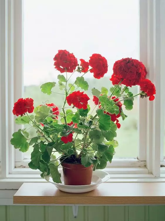 Plante de gradina si de interior Muscate