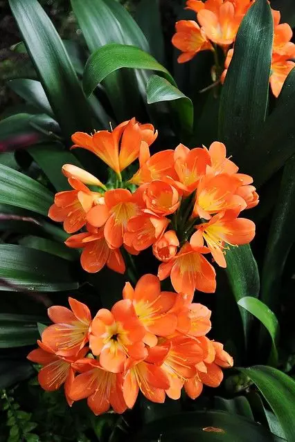Clivia planta de gradina floare de portocal