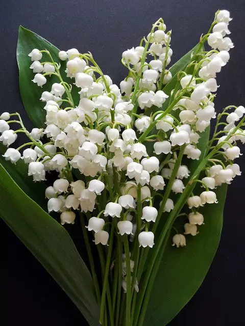 Planta Convallaria Majalis para jardines