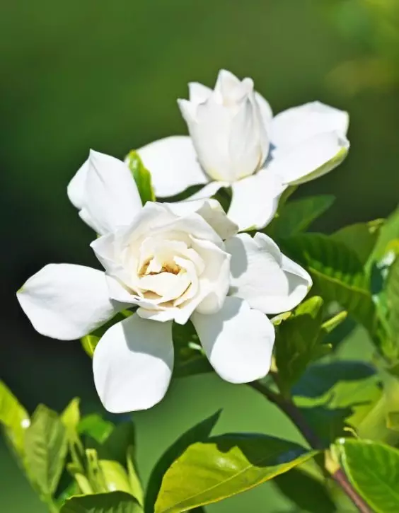 Plante de gradina Gardenias albe