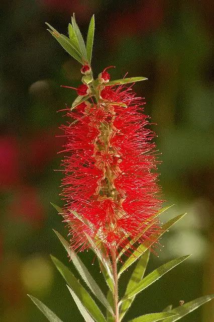 Plante de exterior Callistemon