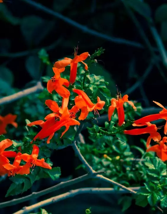 Tecomaria plante de gradina