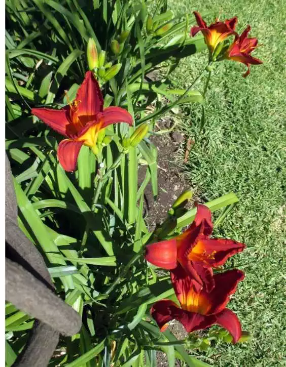 Plante Hemerocalis pentru zona gradinii tale