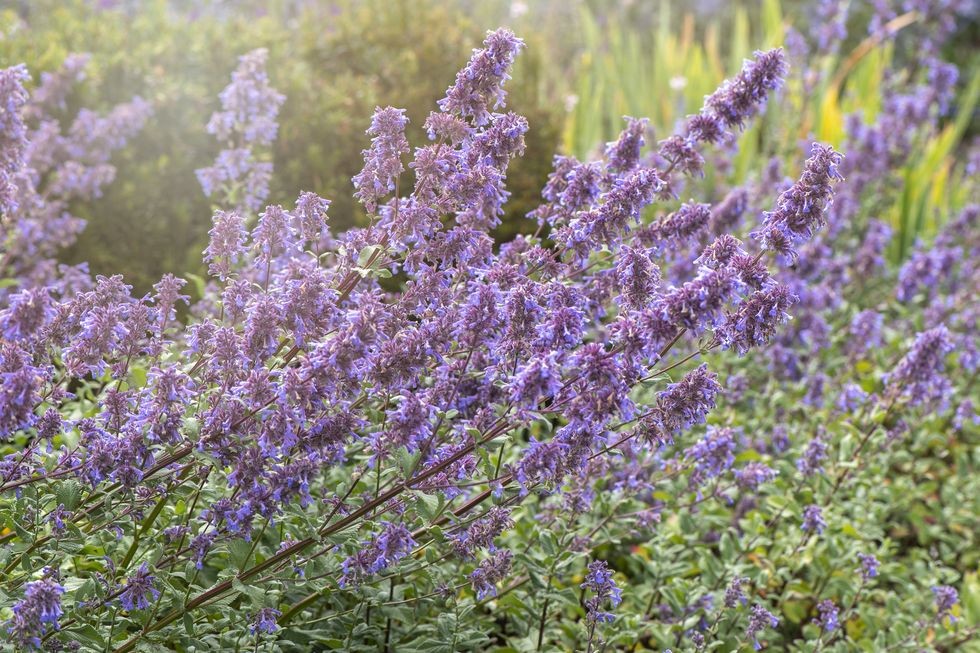 flori frumoase, albastre de vara de nepeta grandiflora 'bramdean'