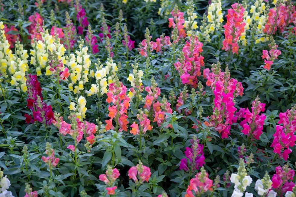 diversitatea snapdragon