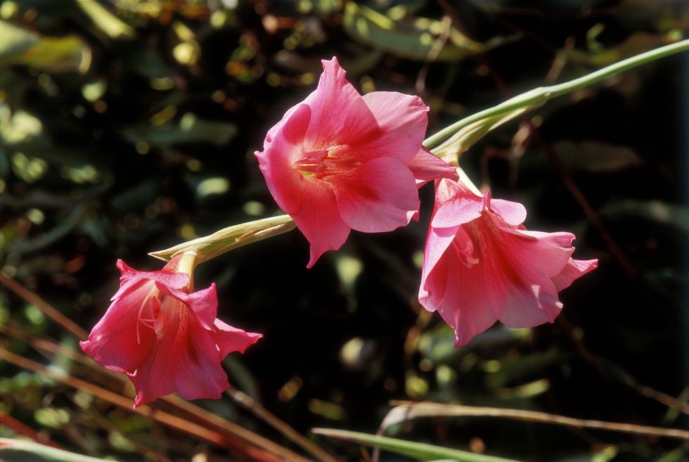 gladiolus salbatic gladiolus caryophyllaceus wa
