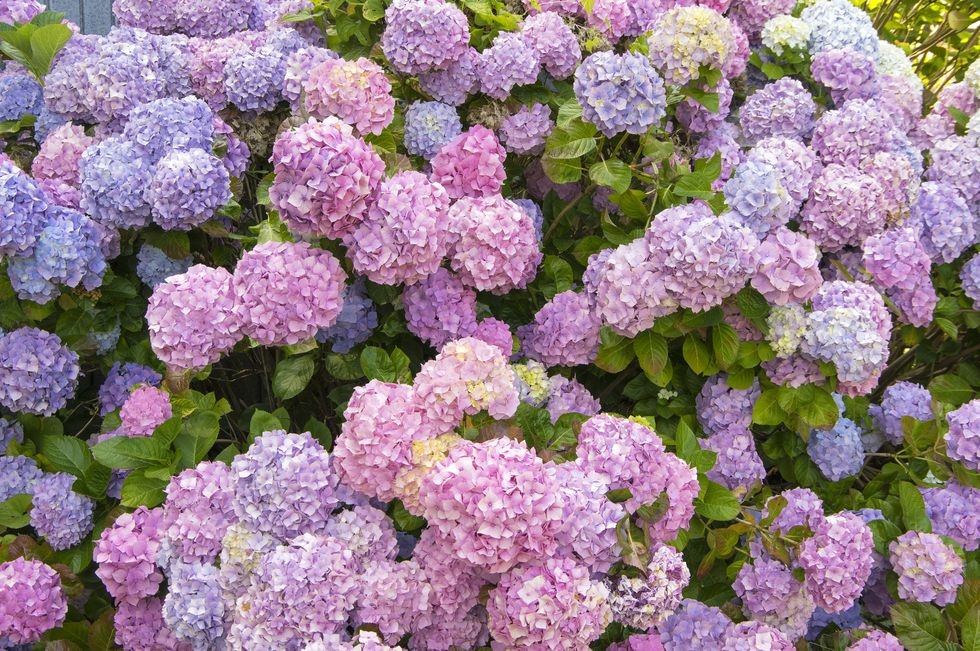 hortensii colorate, zumaya, guipuzcoa, tara bascilor, spania