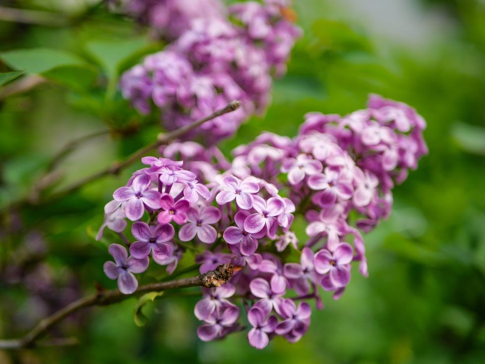 liliac