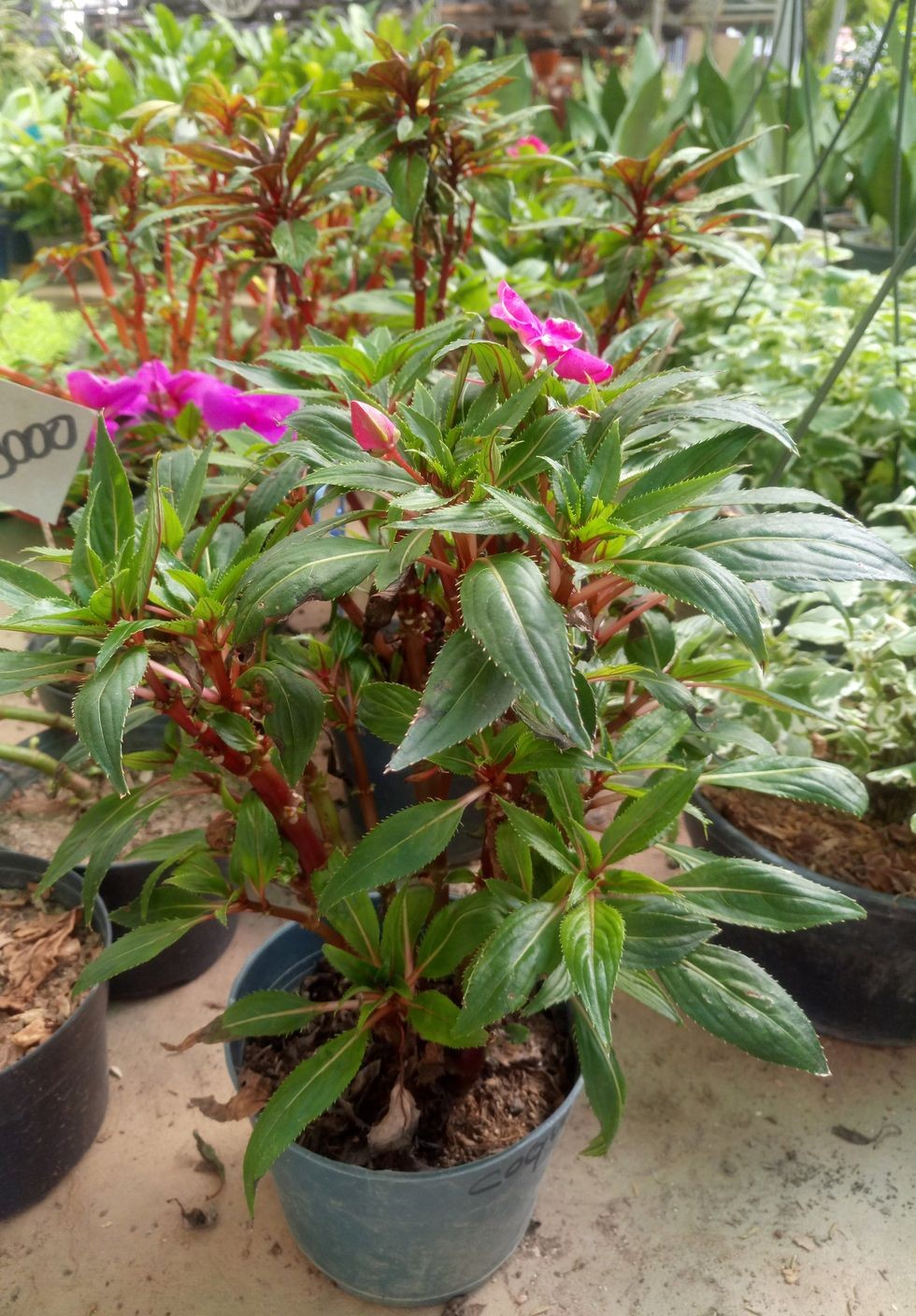 impatiens hawkeri, sera