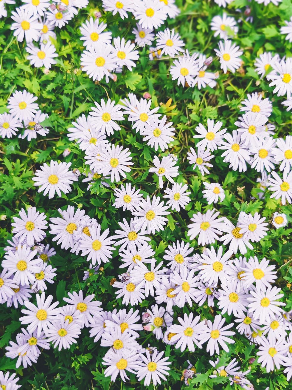 margarete colorate, aster novi belgii coboara primavara