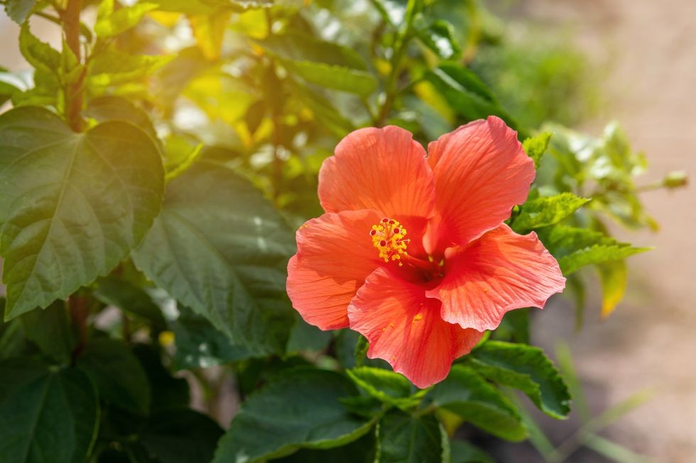 aproape de hibiscus pe planta