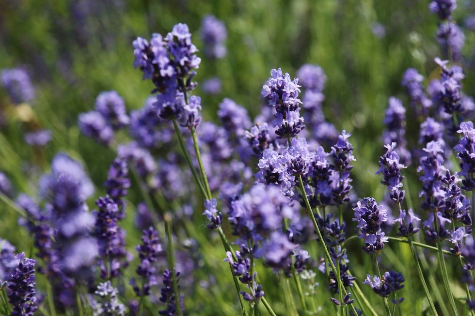 flori de lavanda violet pe fundal neclar de pajiste