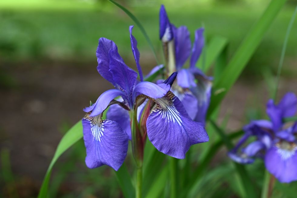 flori de iris albastru
