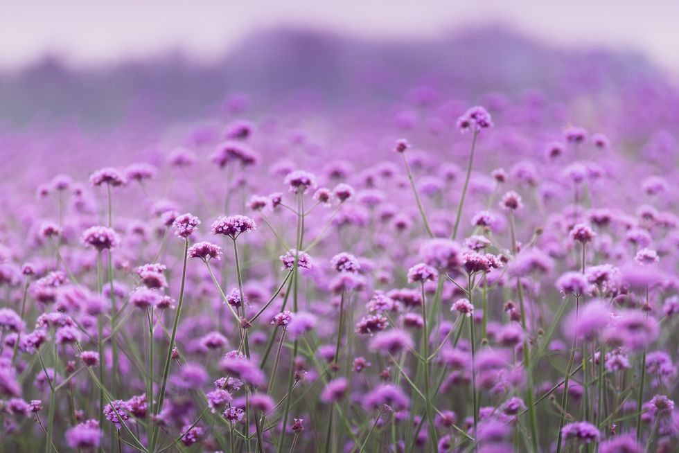 patul de flori de vervan violet