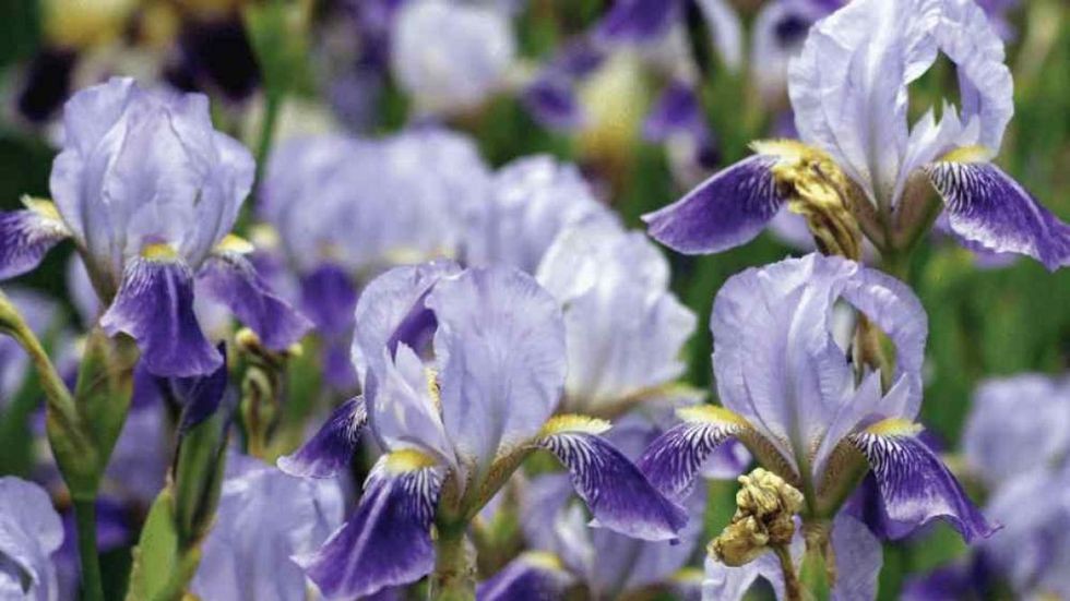 flores de iris