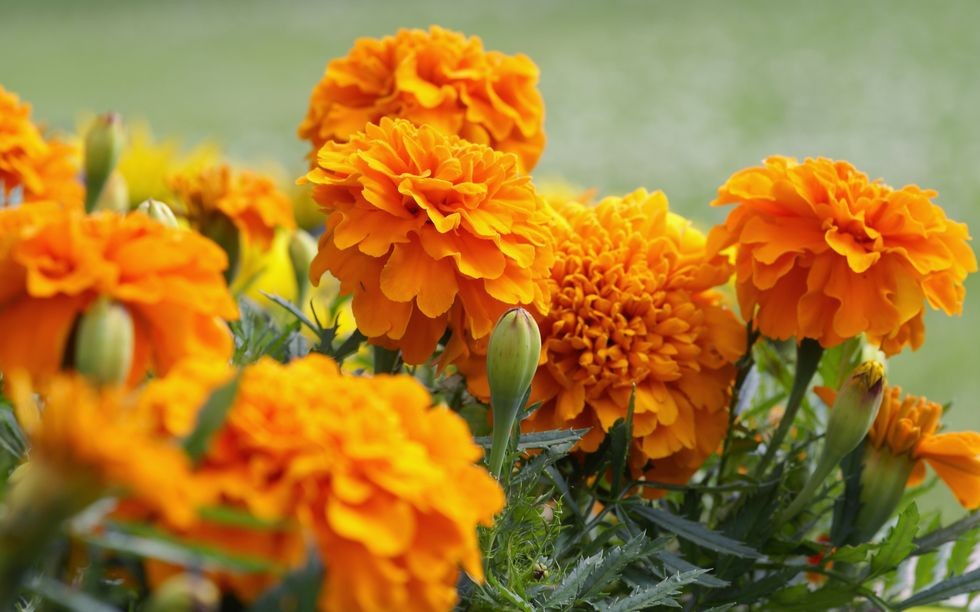 floare de galbenele, plante cu flori pentru vara