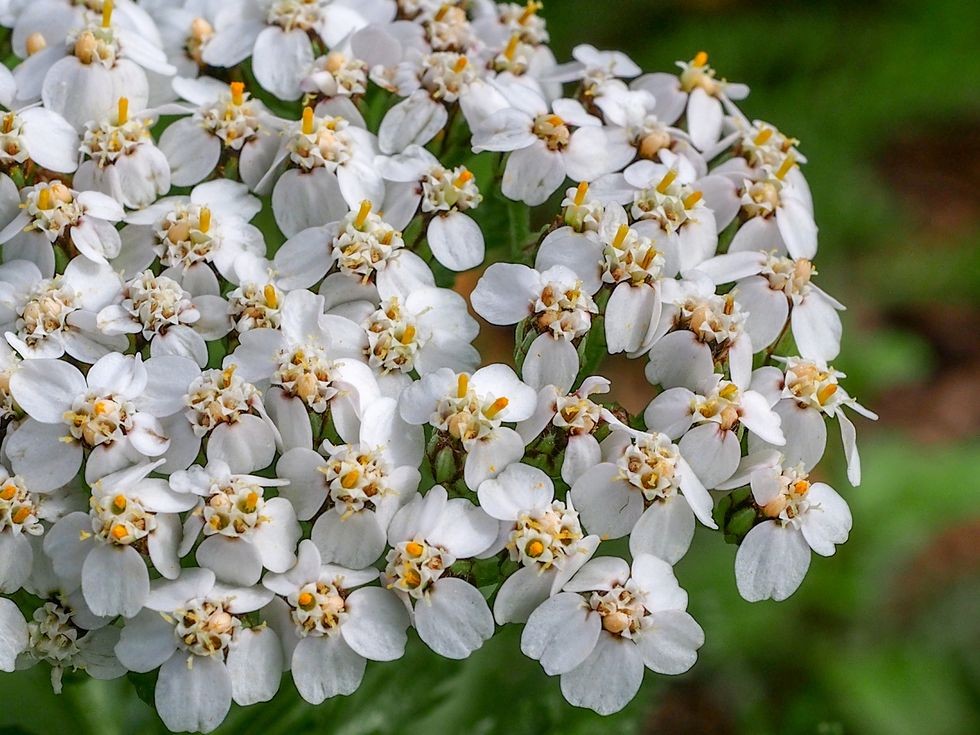 floare alba de soricela