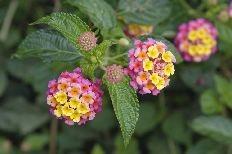 floare de lantana mexic
