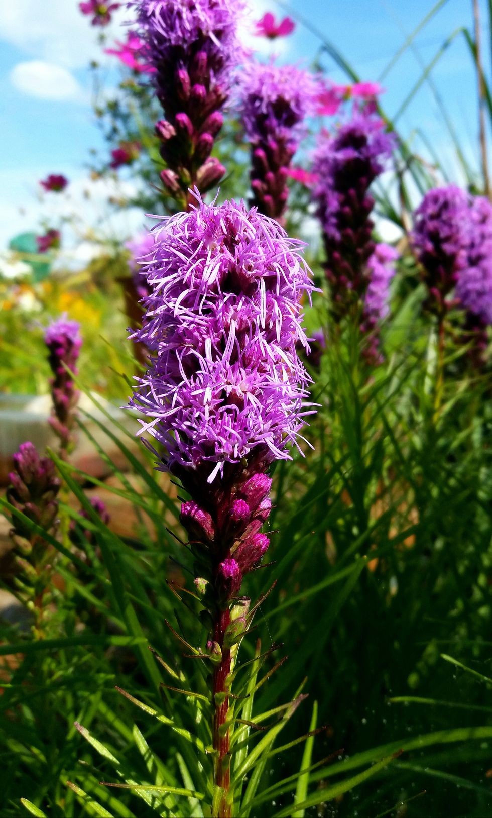 floare violet de liatris