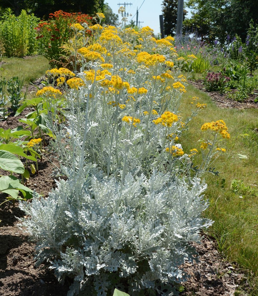 floare cineraria