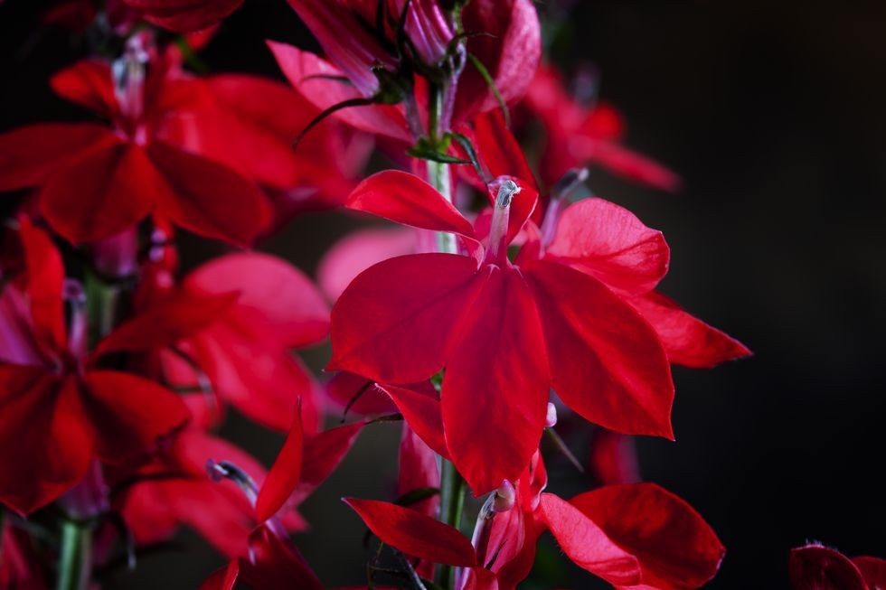lobelii rosii