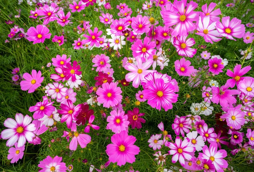flori roz cosmos