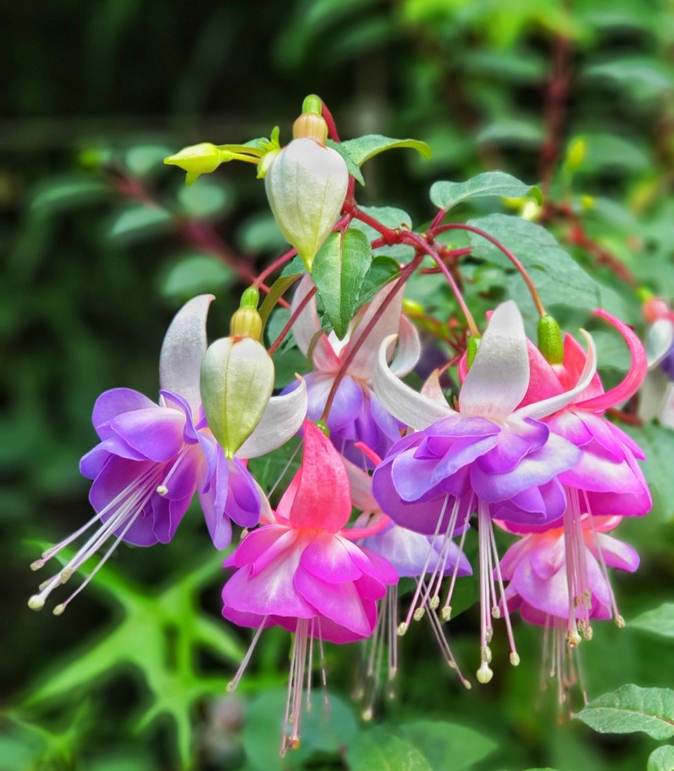 fucsia hibrid