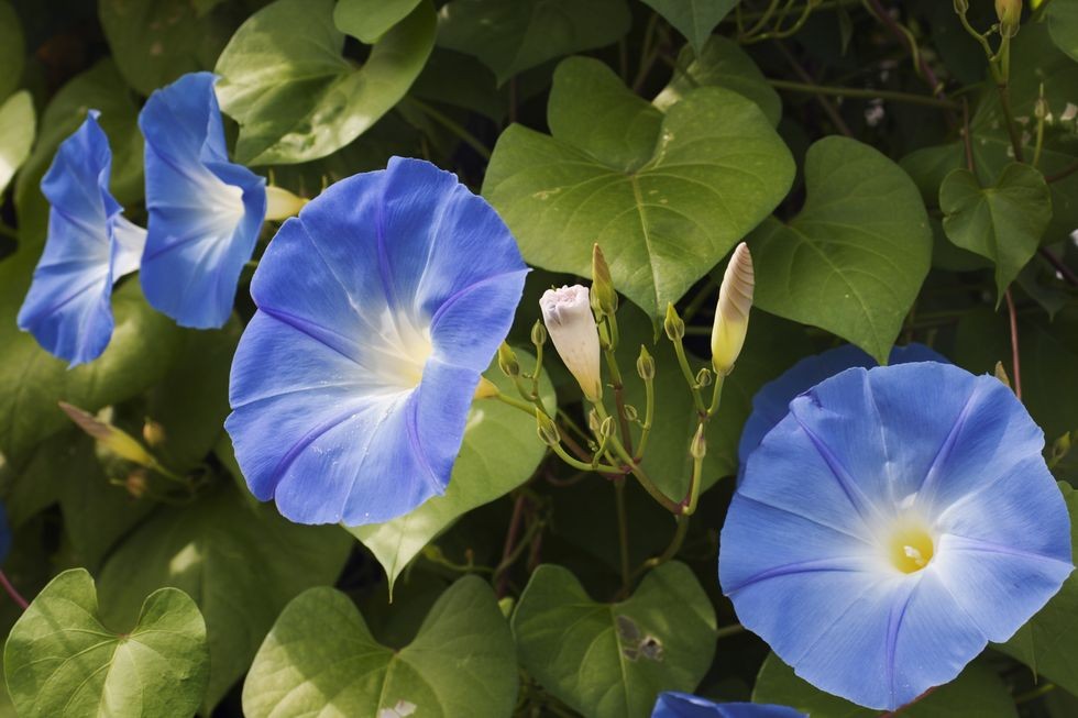 floare de clopotel