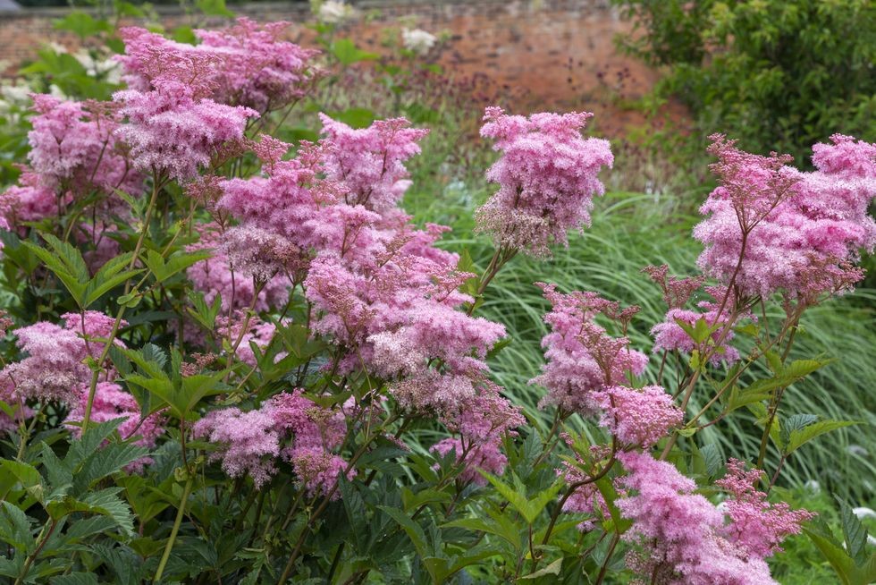 filipendula rubra