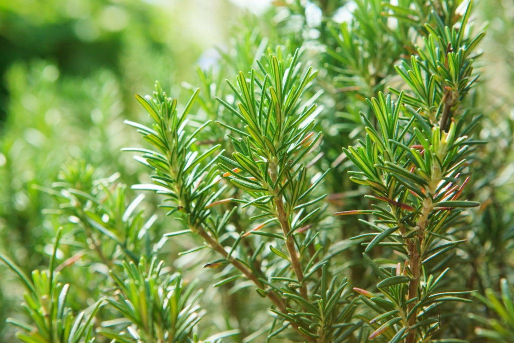 rosemary garden plant