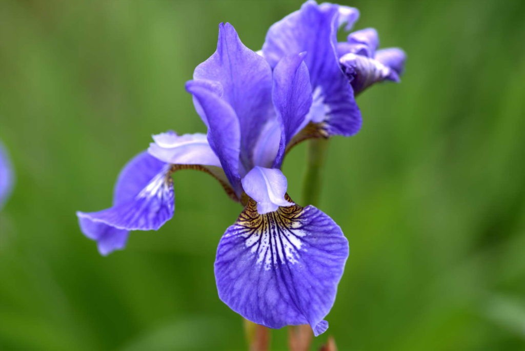 meadow iris in garden