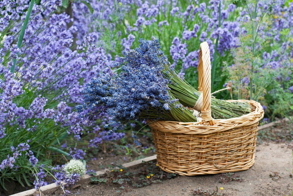 lavender in a basket in the garden