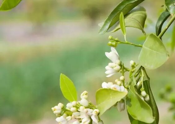 Plante de gradina floare de portocal chinezesc