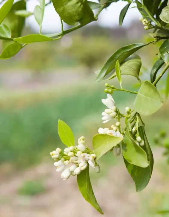 Plante de gradina floare de portocal chinezesc