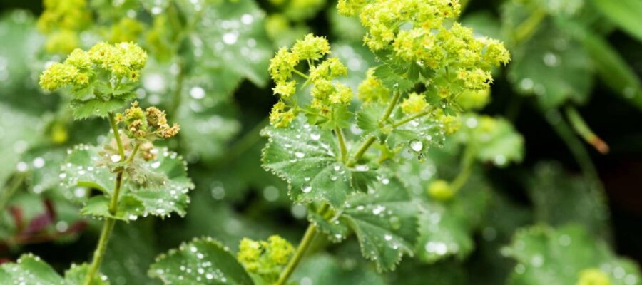 lady's mantle garden plant