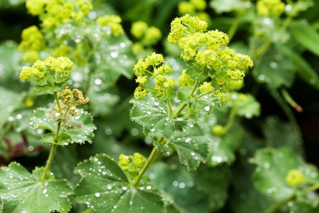lady's mantle garden plant