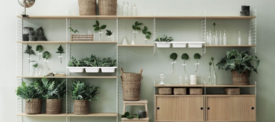 Arrange your plants on a shelf
