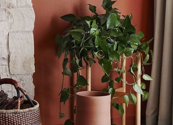 Plante verzi pe peretele de teracota