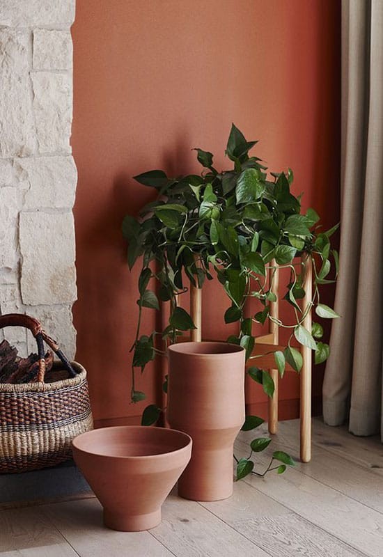 Plante verzi pe peretele de teracota